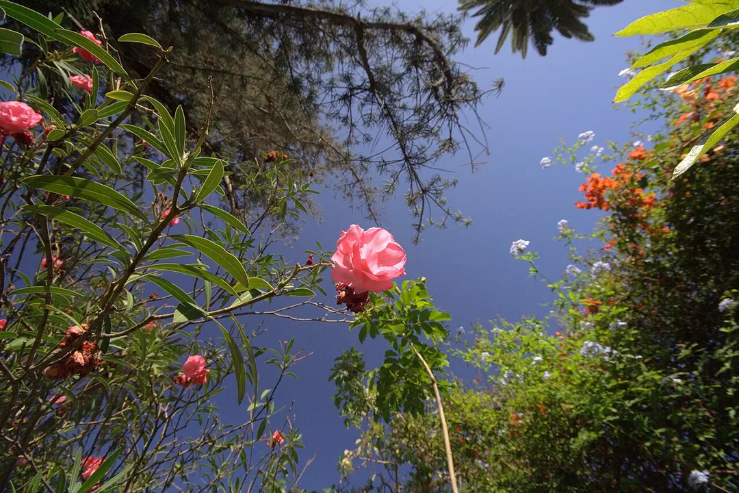 Jardín Sitio Litre
