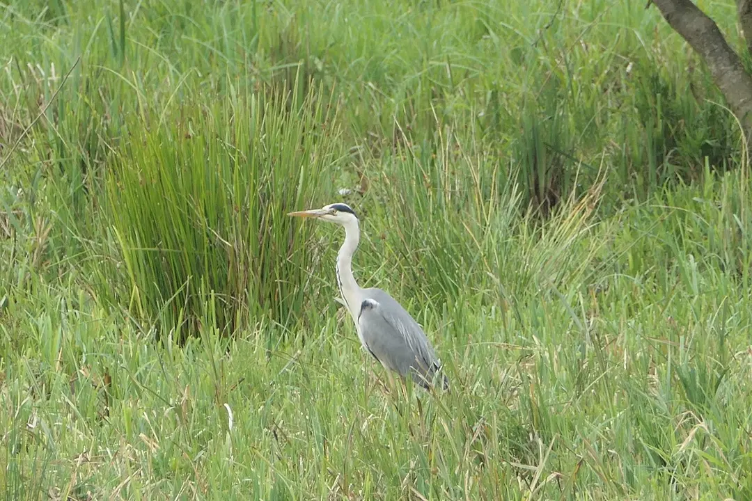 Whitlingham Marsh Local Nature Reserve