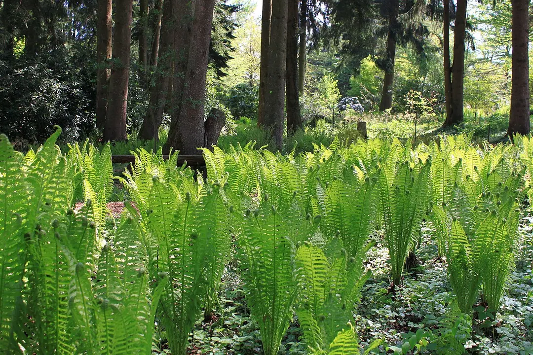 Park Seleger Moor