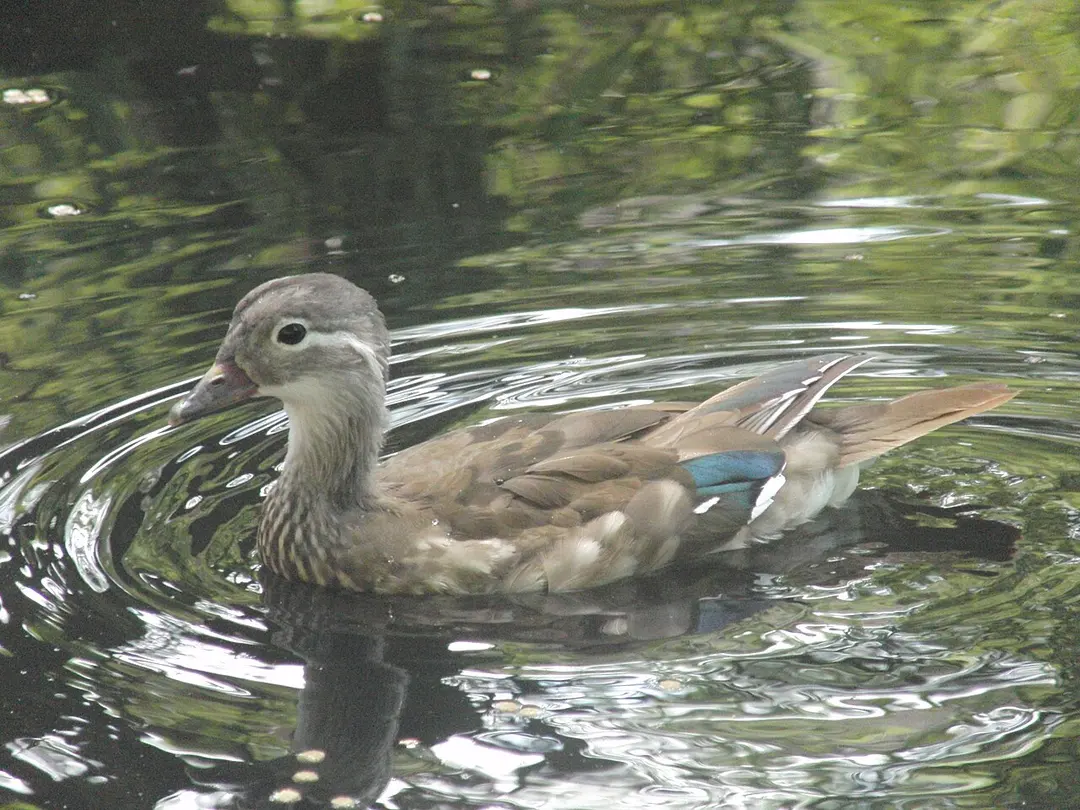 Tierpark Ueckermünde