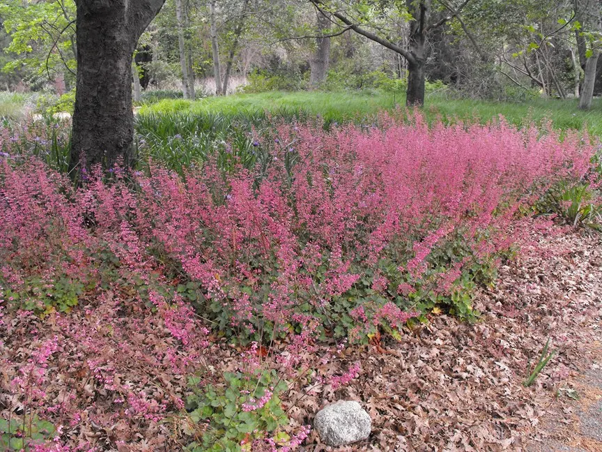 California Botanic Garden