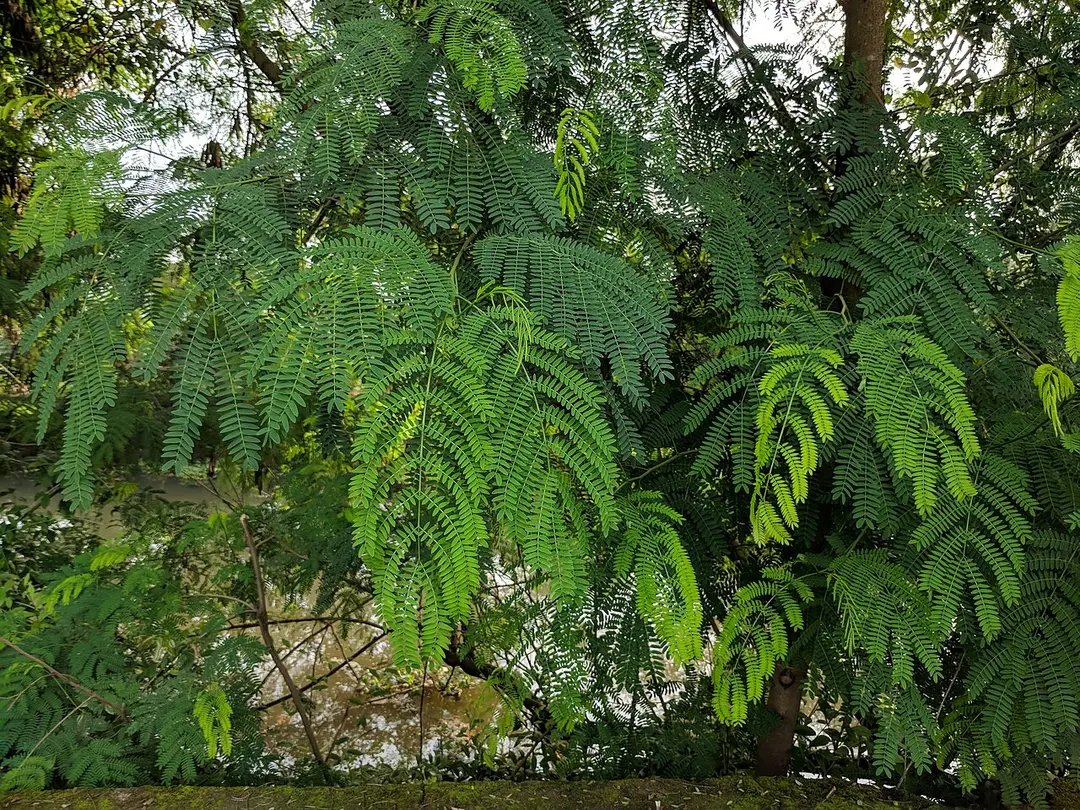 Sarovaram Bio Park