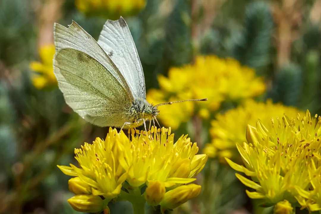 Botanischer Garten