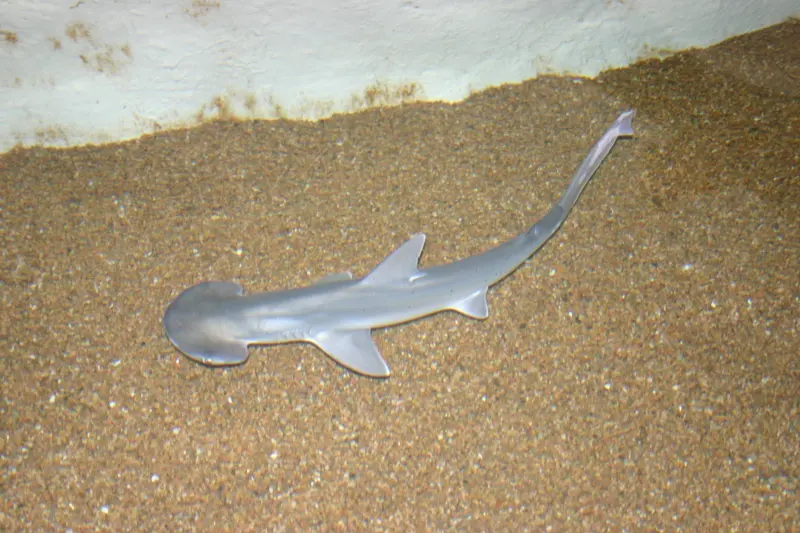 Texas State Aquarium