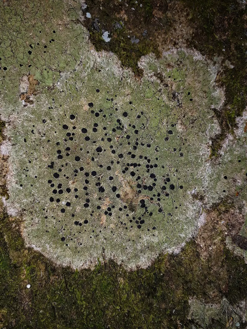 Maungaraho