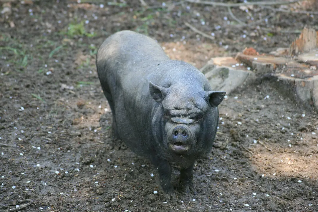 Wildpark Schwarzach