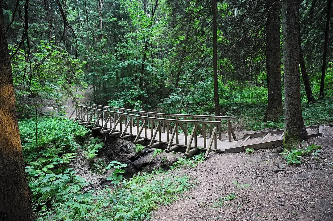 Зеленоградский лесопарк