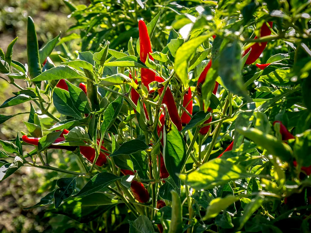 Giardino delle Erbe