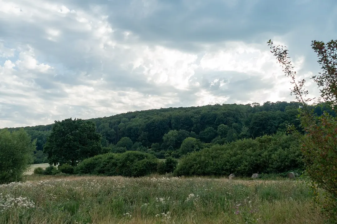 Buchenwald bei Bellenberg