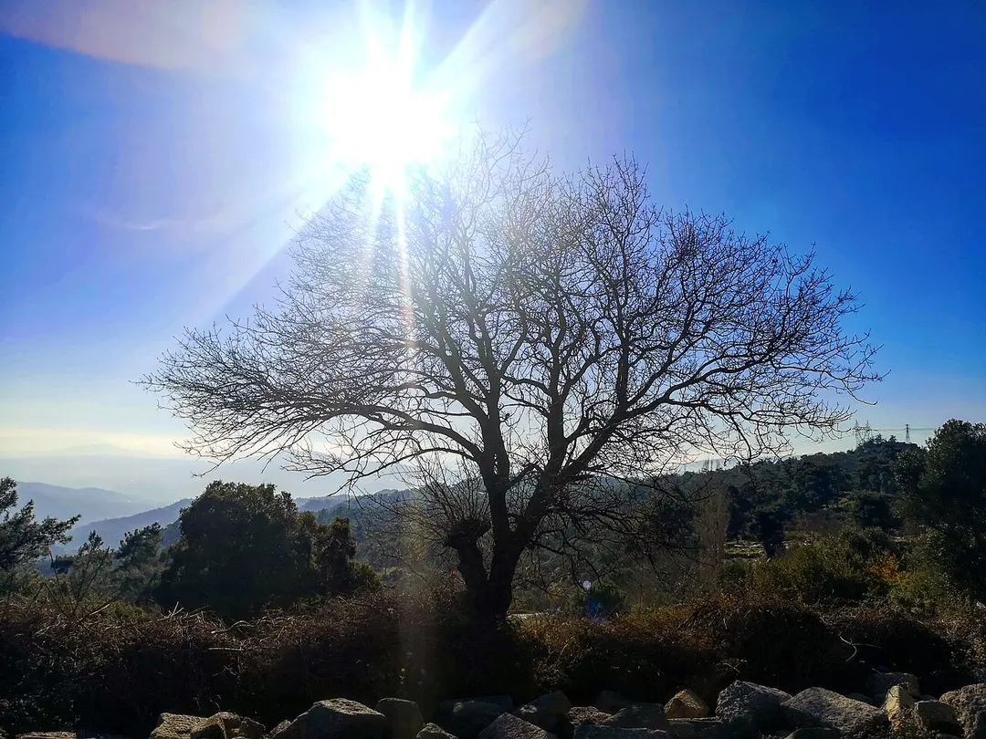 Labranda