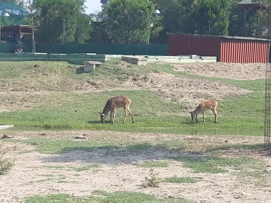 Safari Ravenna