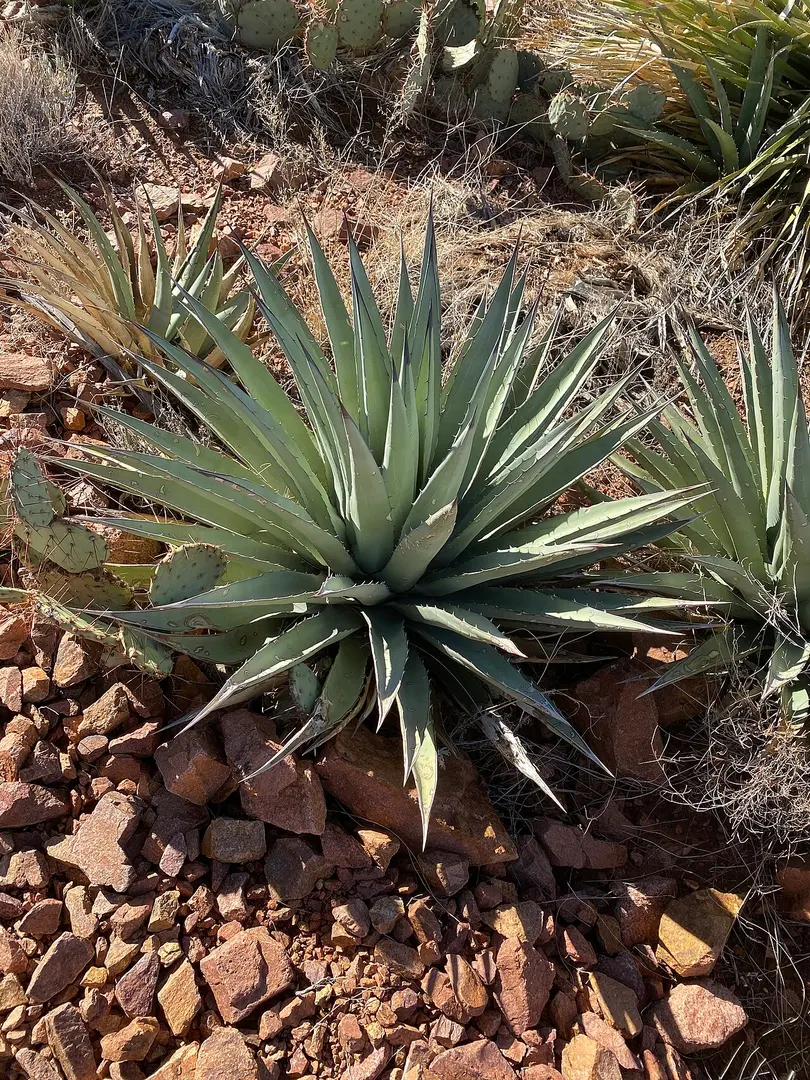Franklin Mountains State Park