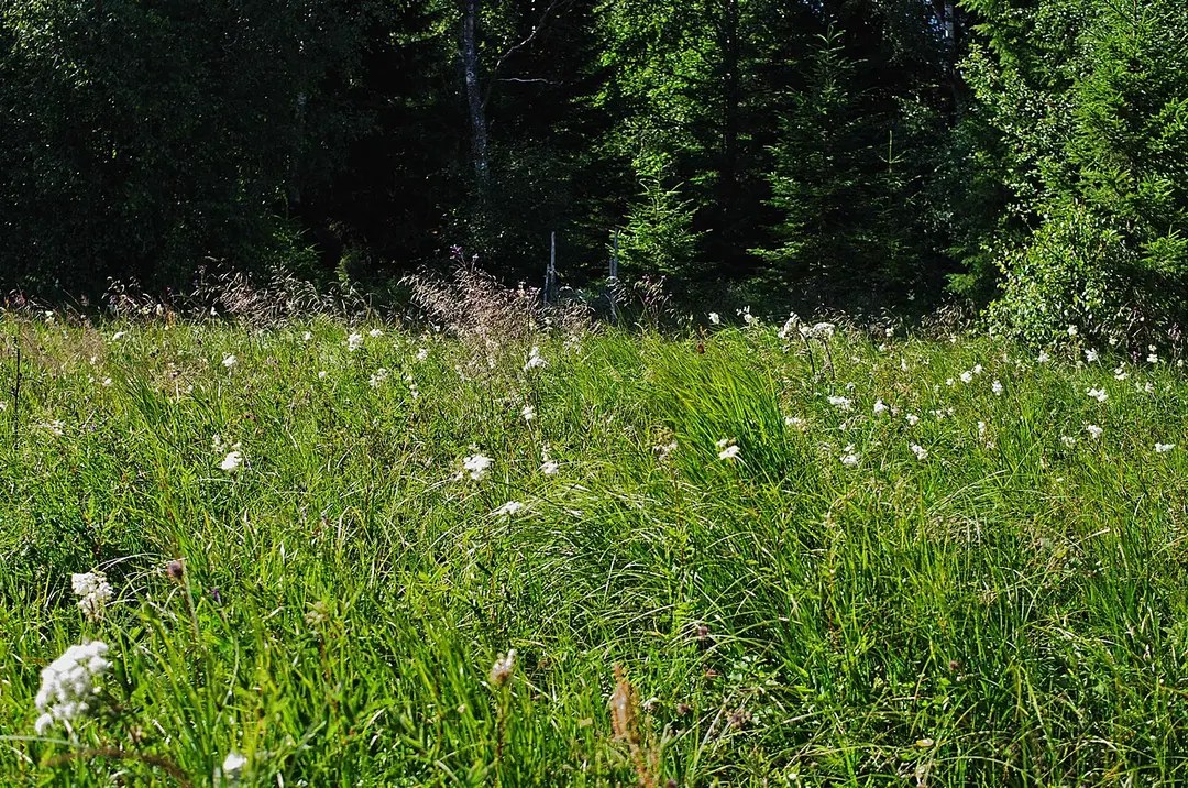 Vistorps naturreservat