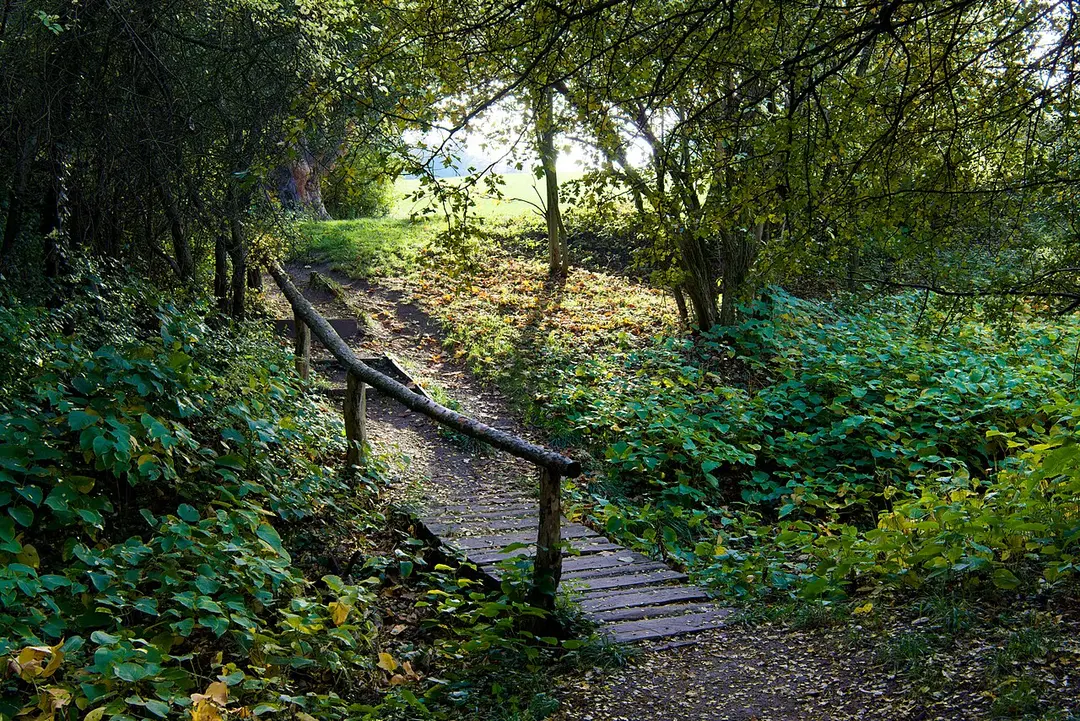 Steinhofgründe