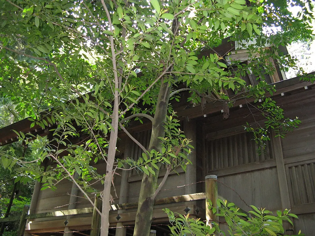 Chihaya Shrine