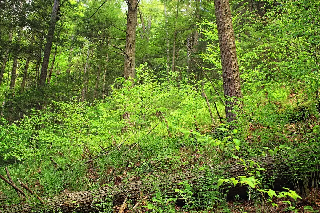 Weiser State Forest