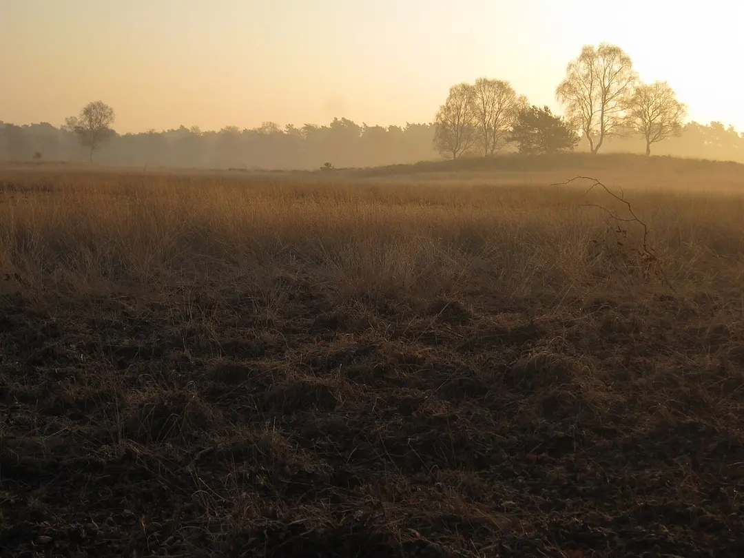 De Hoge Veluwe