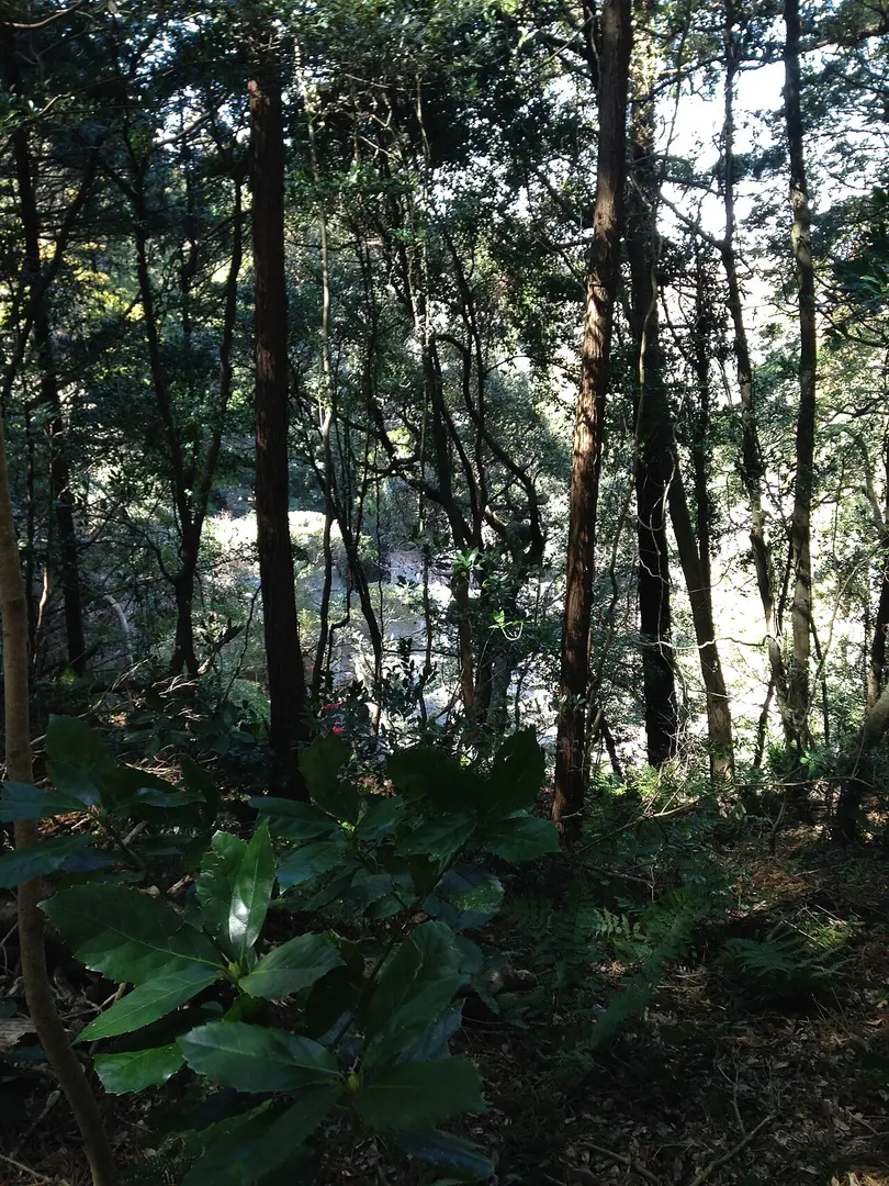 Kashima Shrine