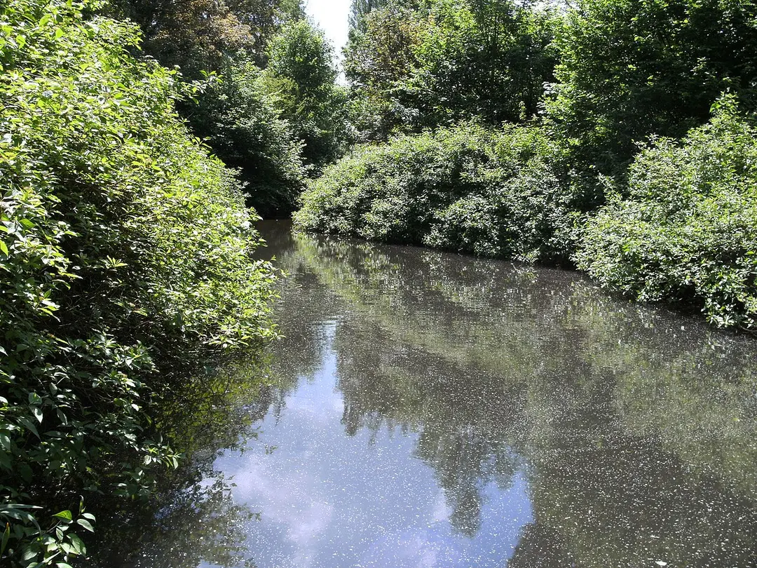 Pau