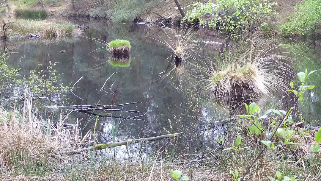 Otternhagener Moor