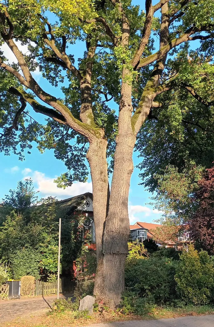 Doppeleiche mit Gedenkstein