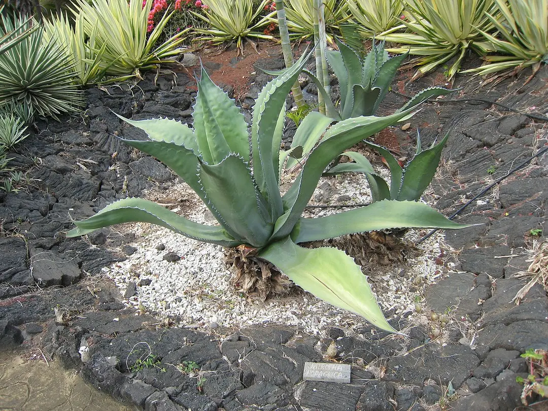 Parc Exotica