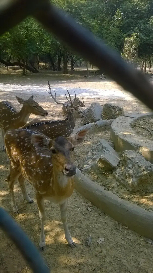 Deer Park