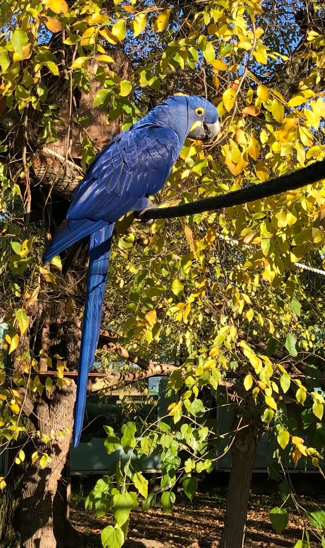 Parco Zoo Punta Verde