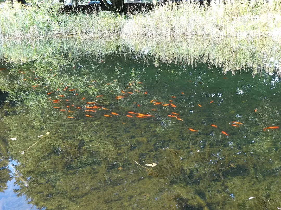 Schönower Park