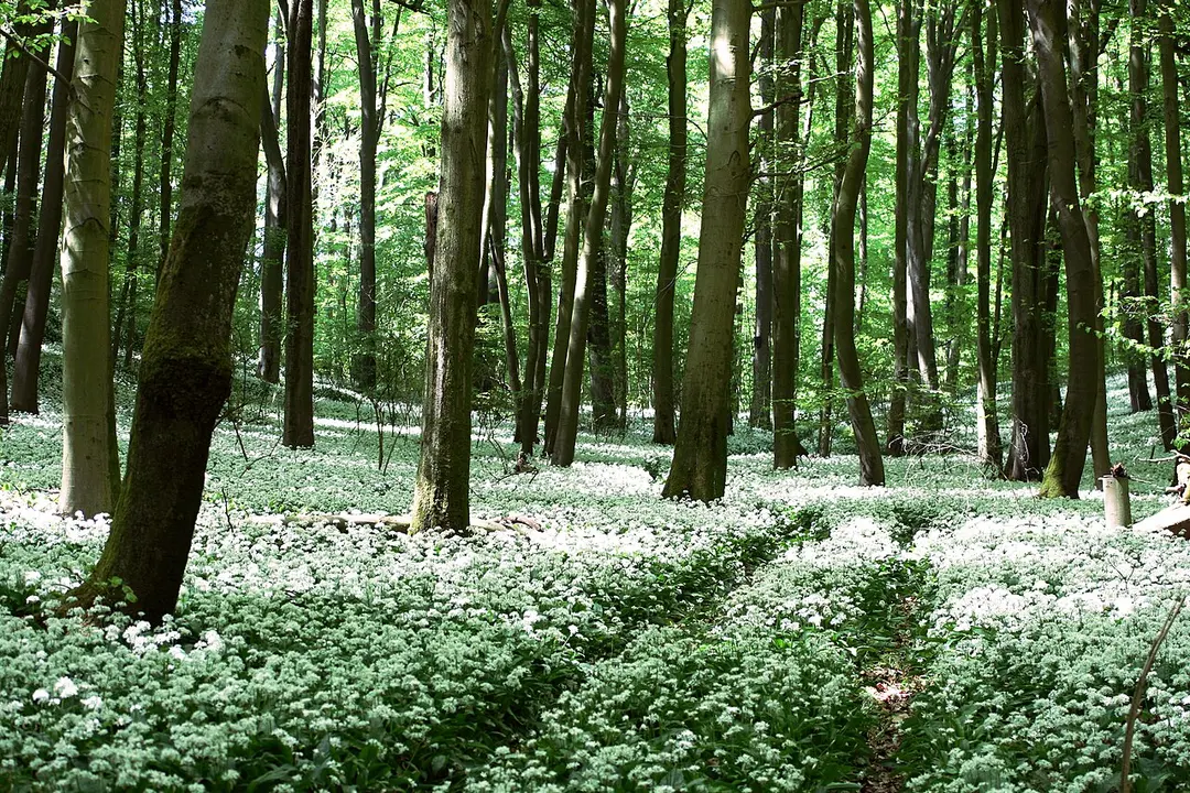 Ravensberg / Barenberg