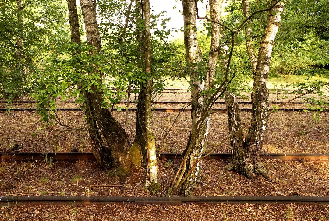 Natur-Park Südgelände