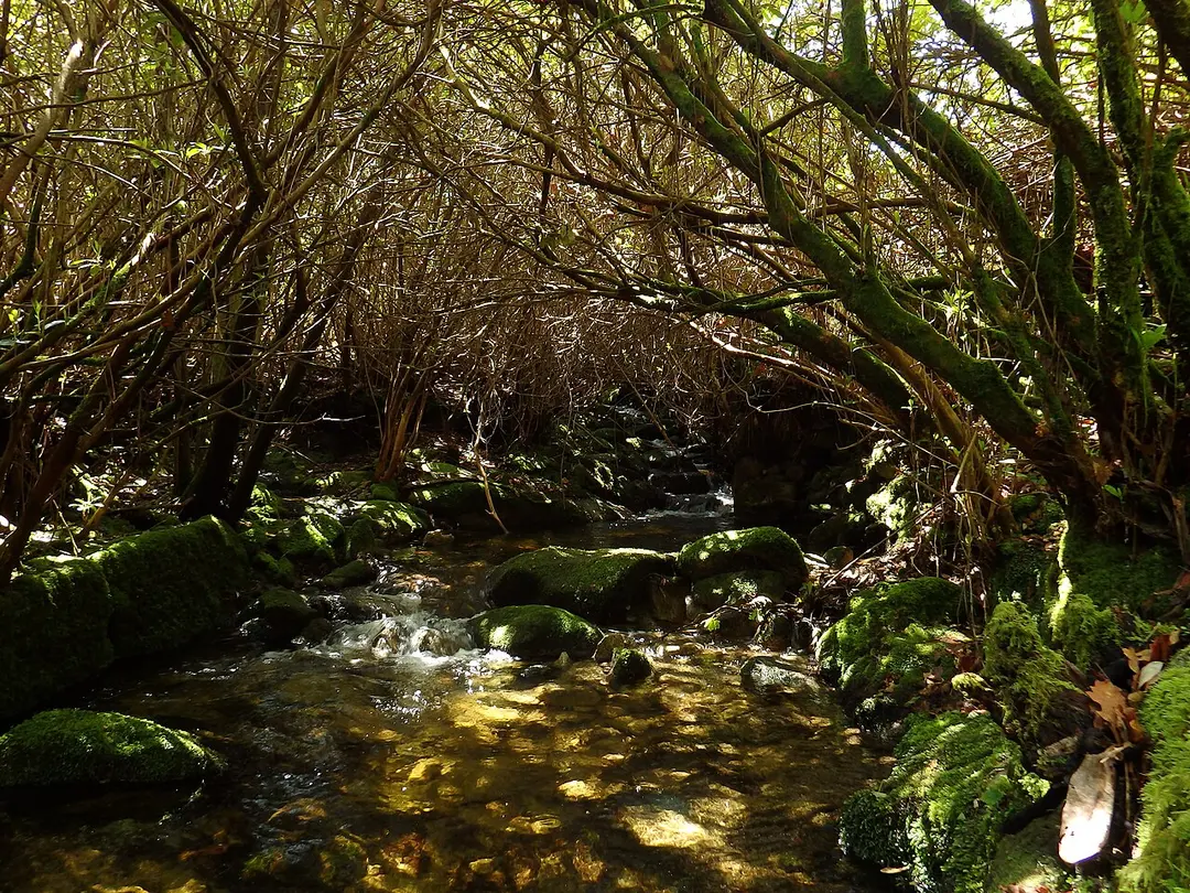 Reserva Botânica de Cambarinho