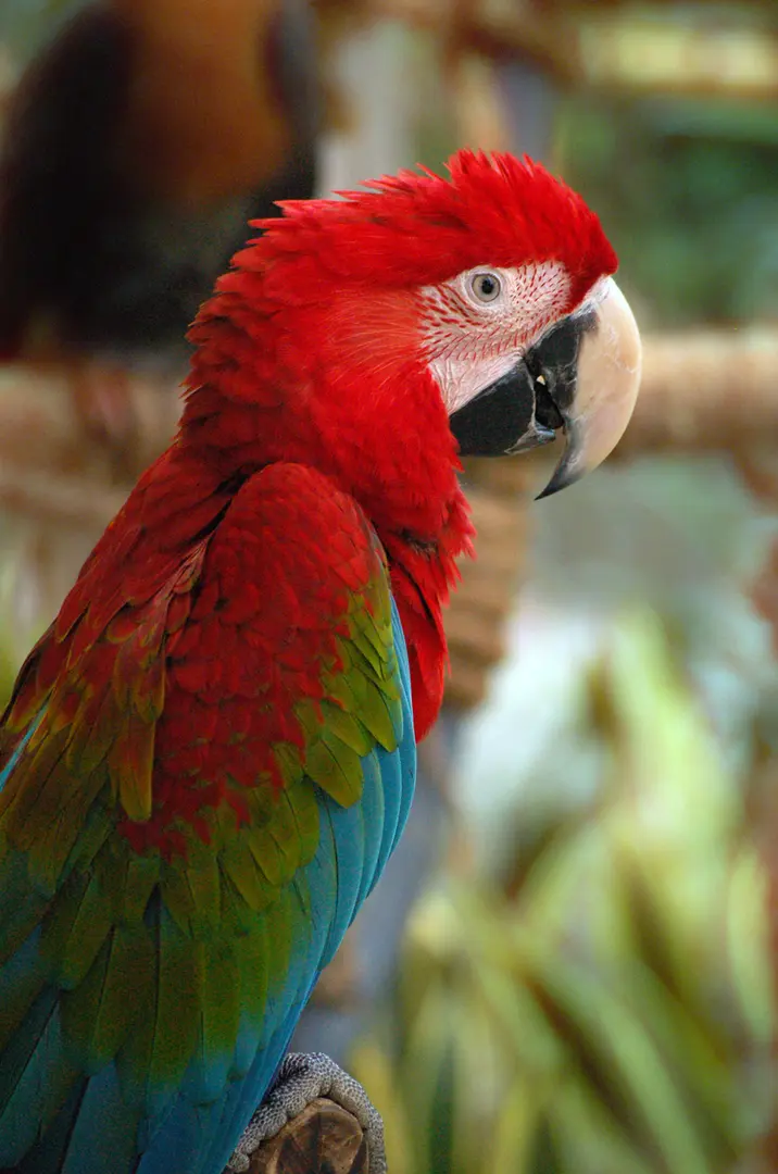 Avilon Zoo