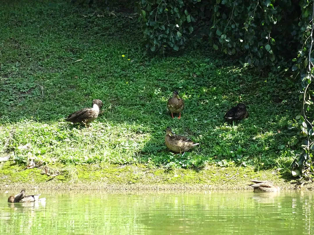 Salzburger Volksgarten