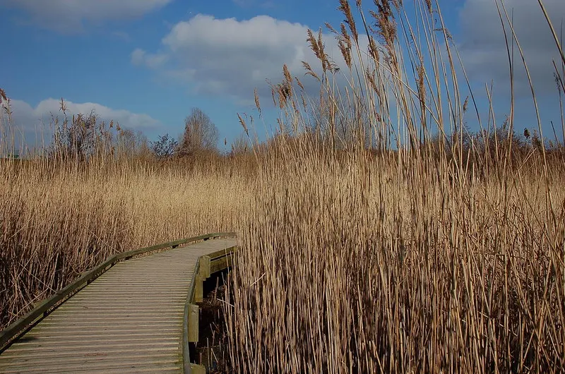 RSPB Conwy