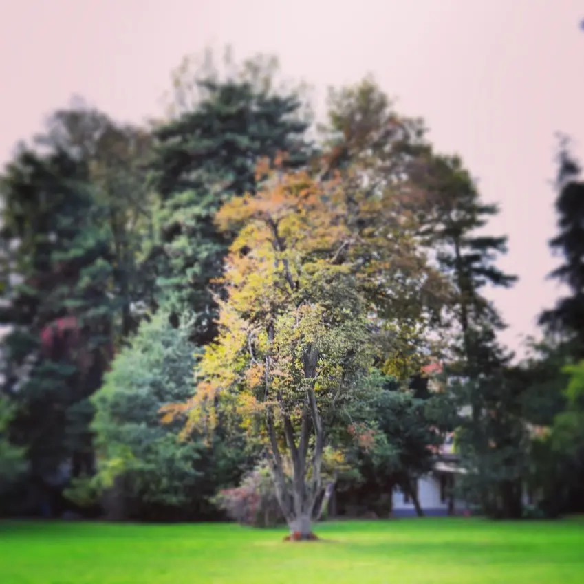 ILA community park