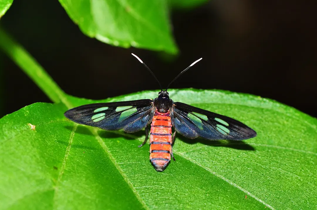 Tangkoko Nature Reserve