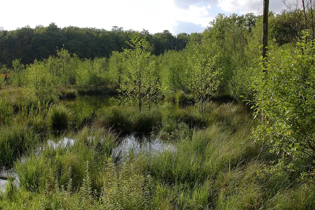 Blutsee-Moor