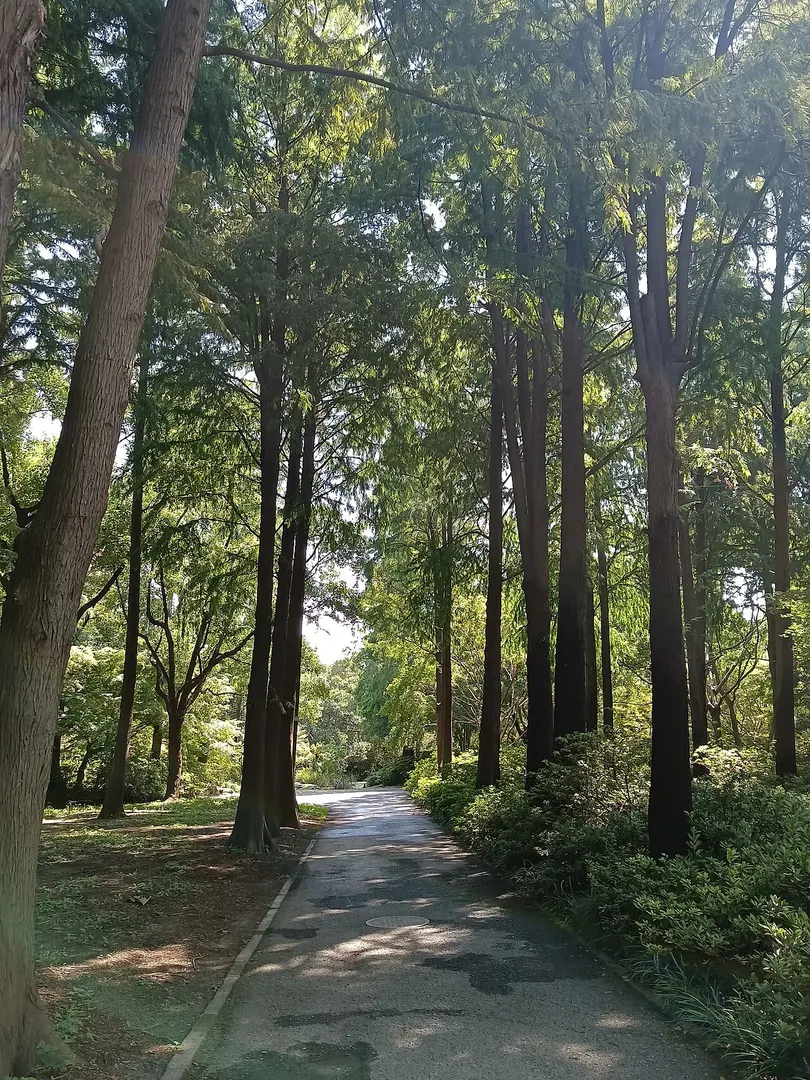 滨江森林公园