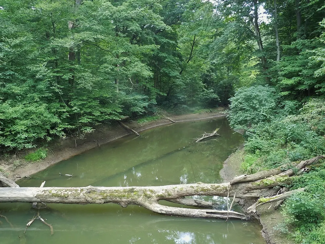 Warren Woods State Park