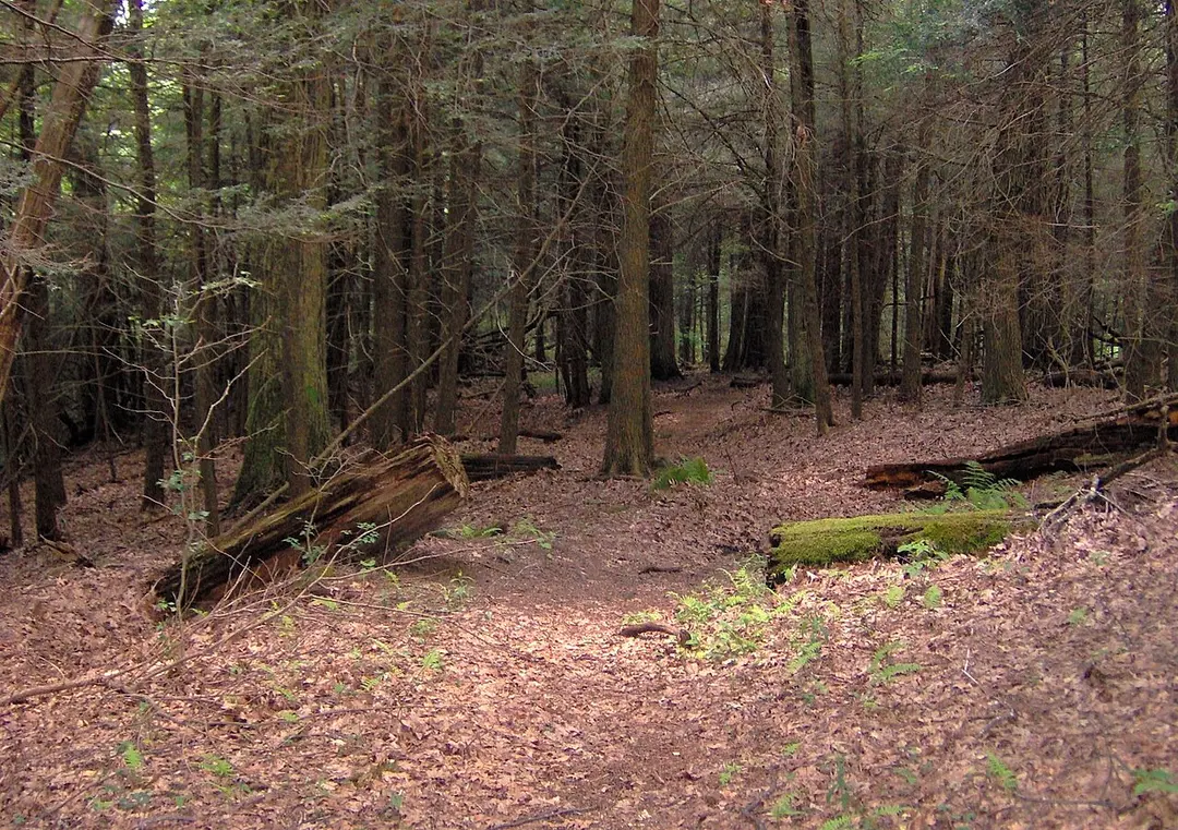 Citico Creek Wilderness