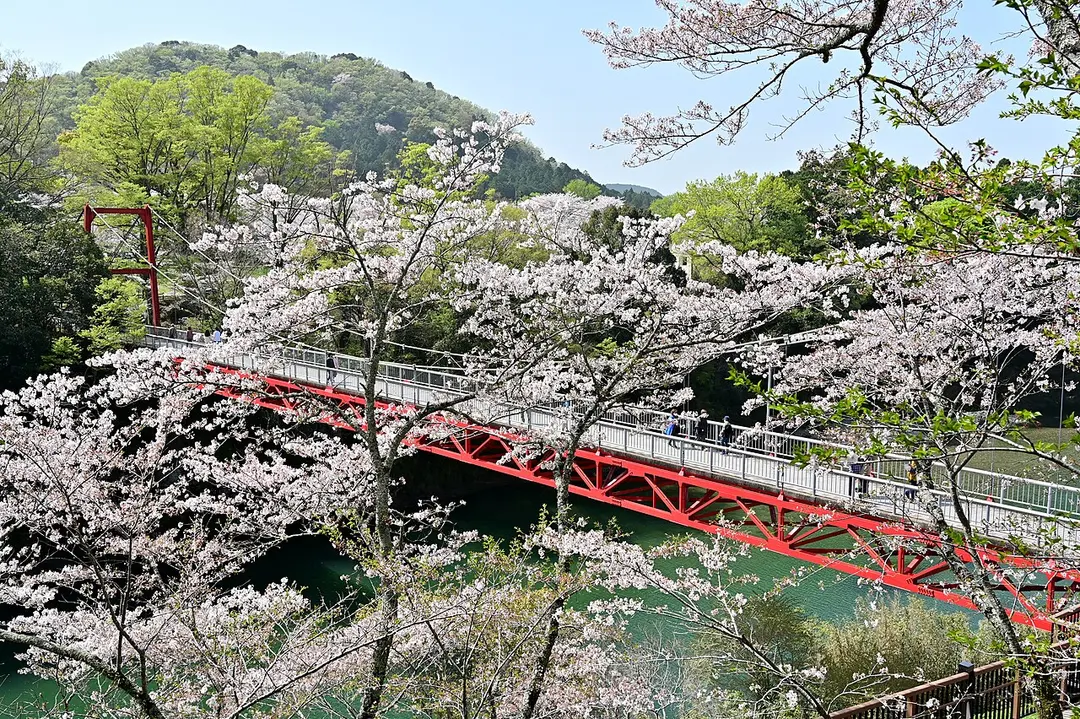 桜淵公園