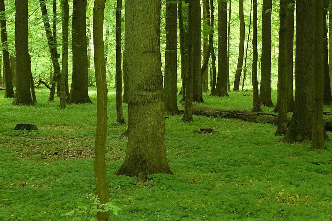 Rezerwat Dąbrowa Smoszew