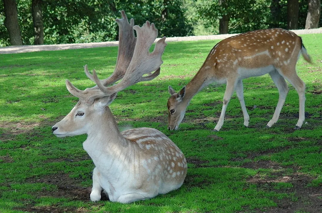 Wild- und Freizeitpark Klotten