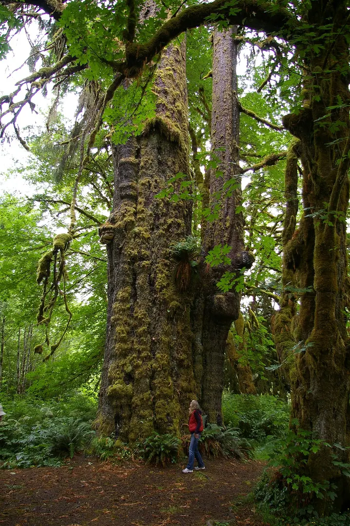 San Juan Spruce