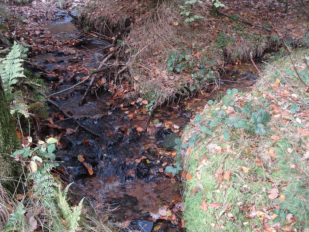 Kammerbach (Kehrbach)