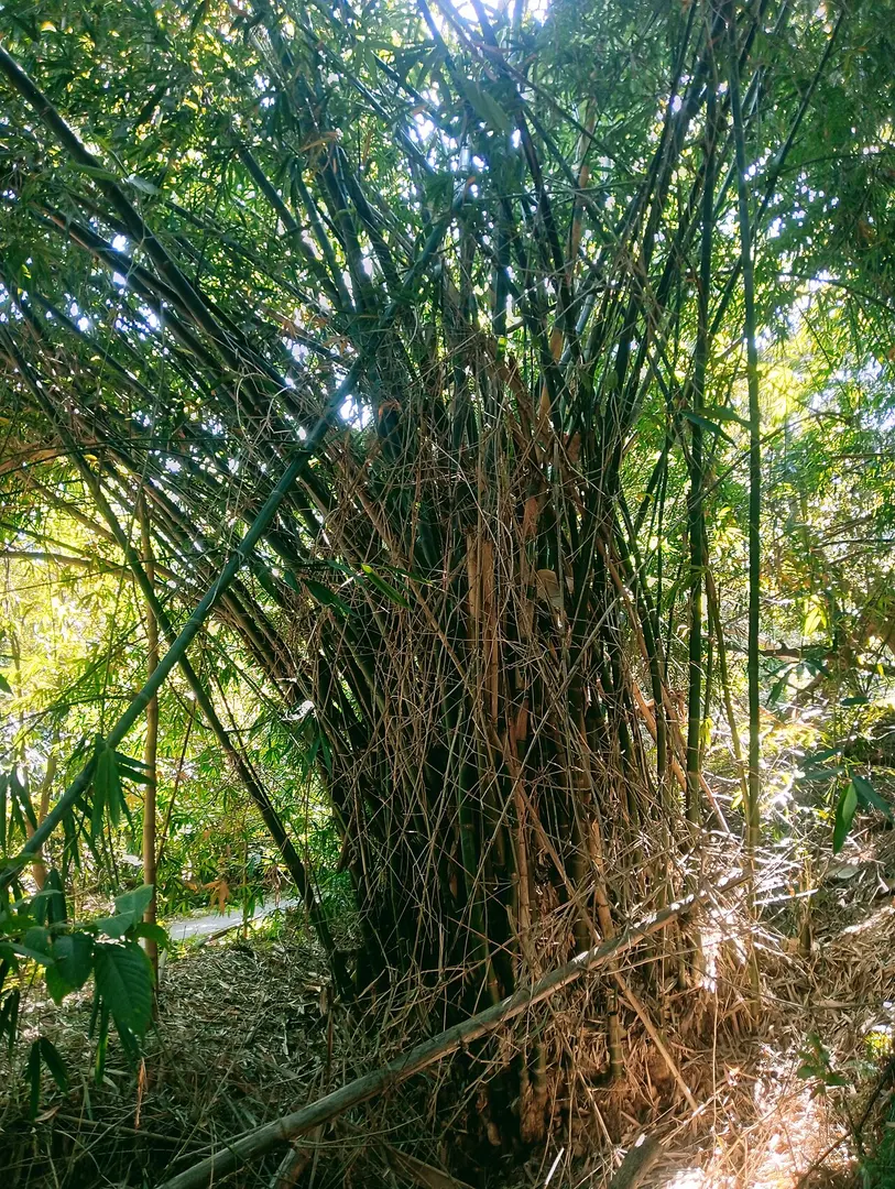 貓貍山公園