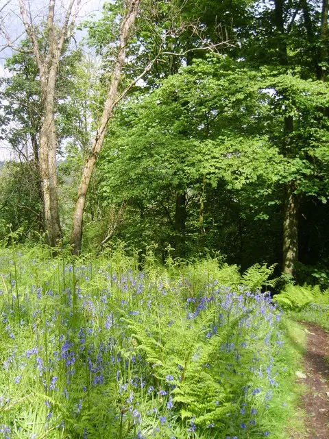 Dunmallard Hill