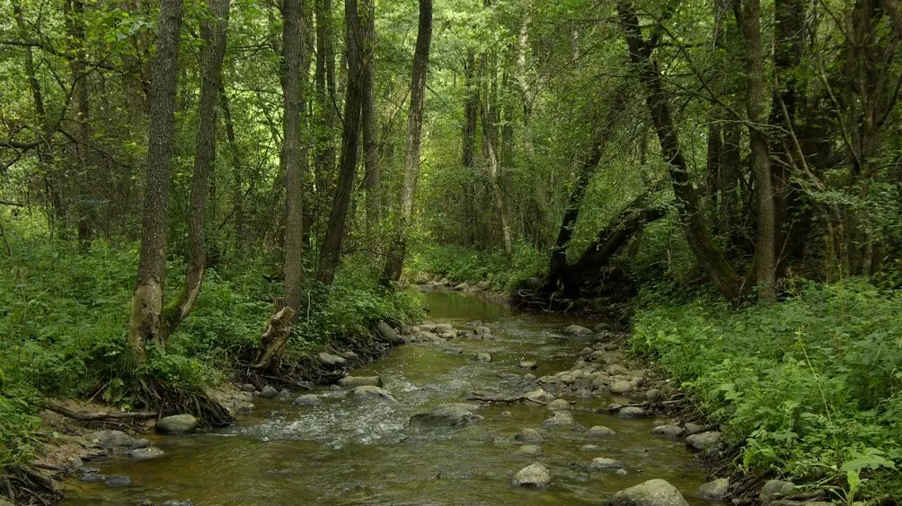 Širvinta