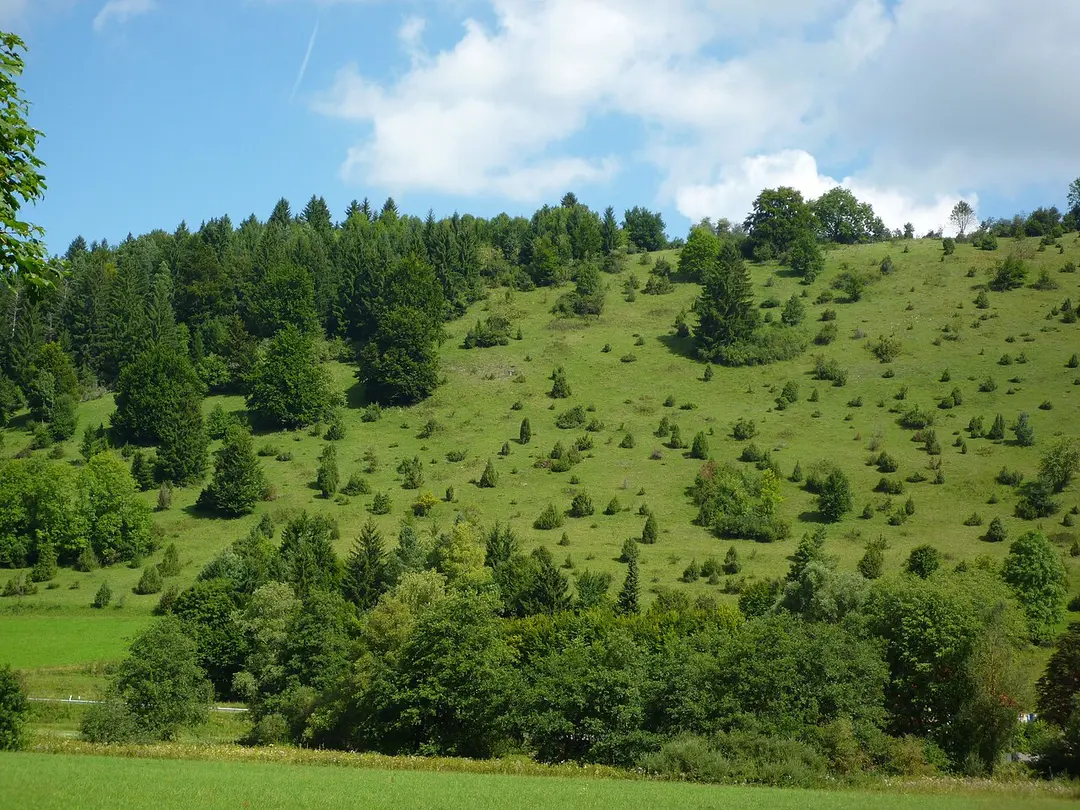 Buttenhausener Eichhalde